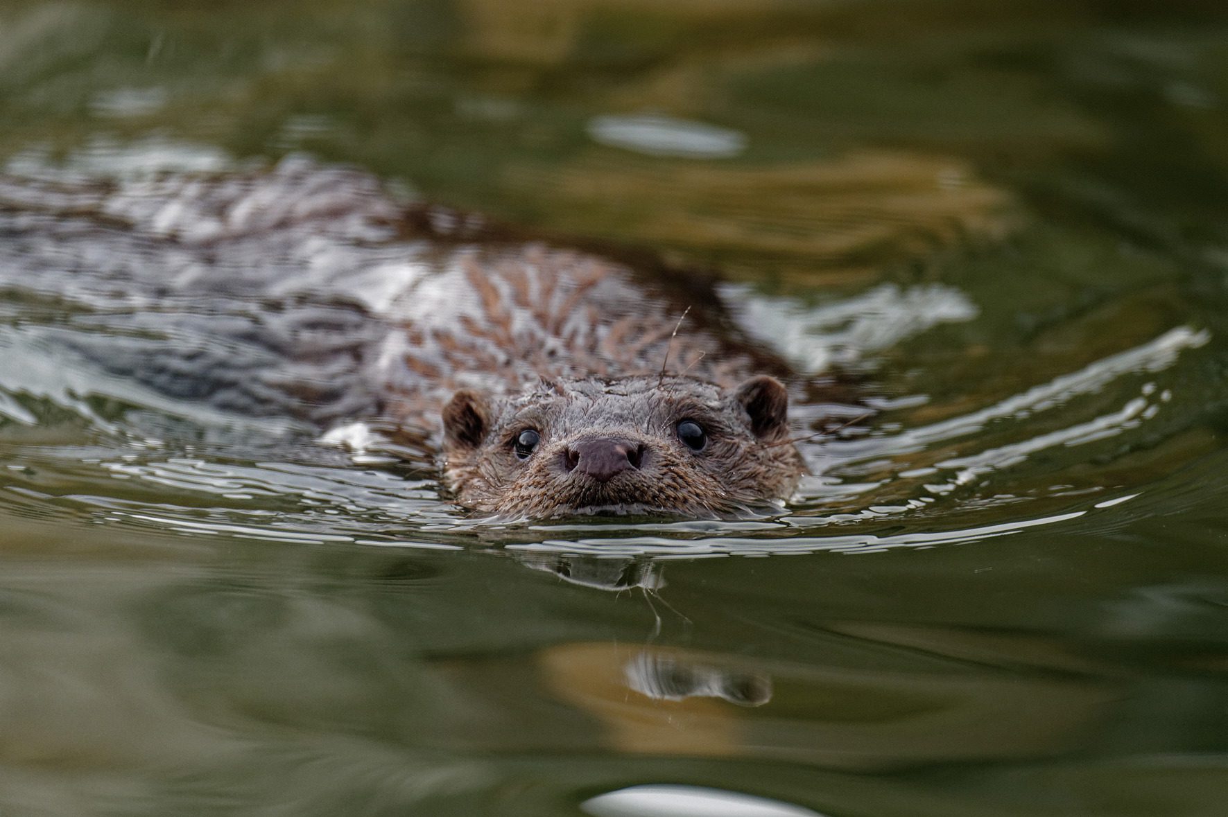 Otter