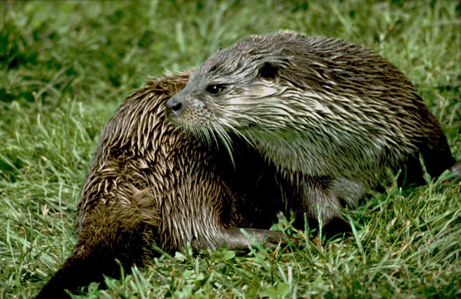 Otter