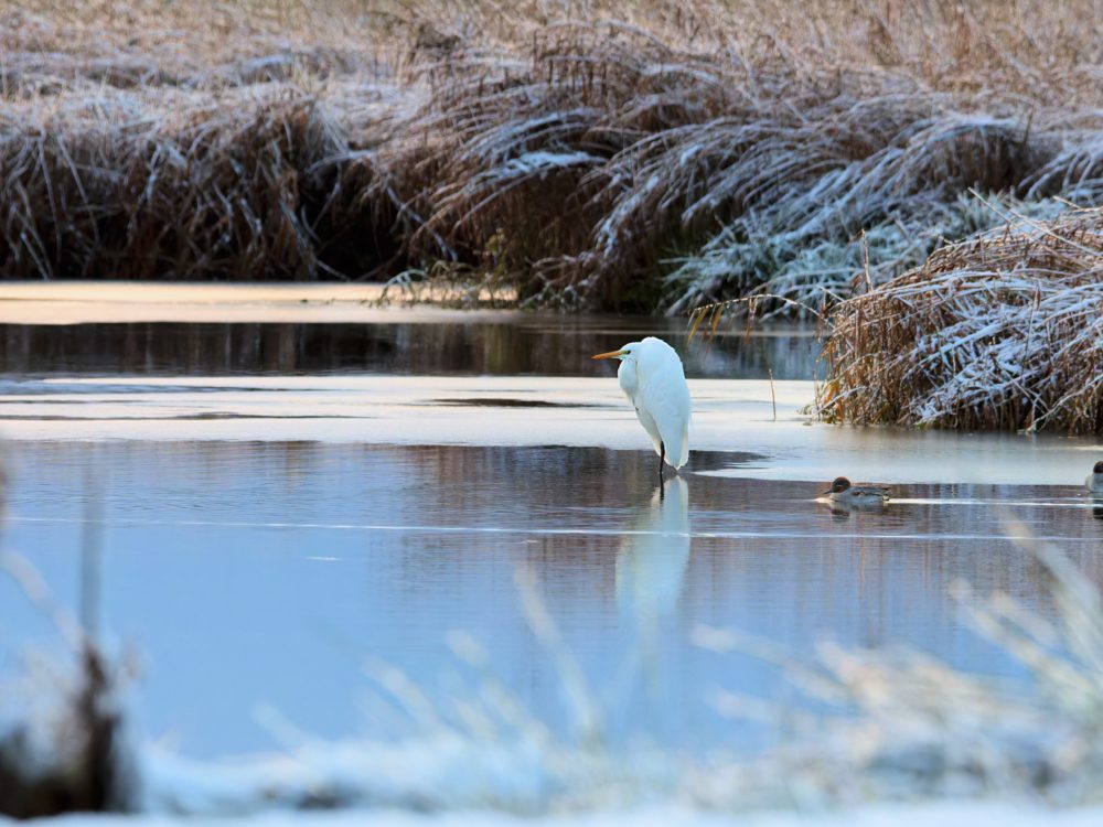 Winterse dag in Fryslân