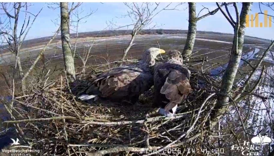 Zeearenden op nest AF