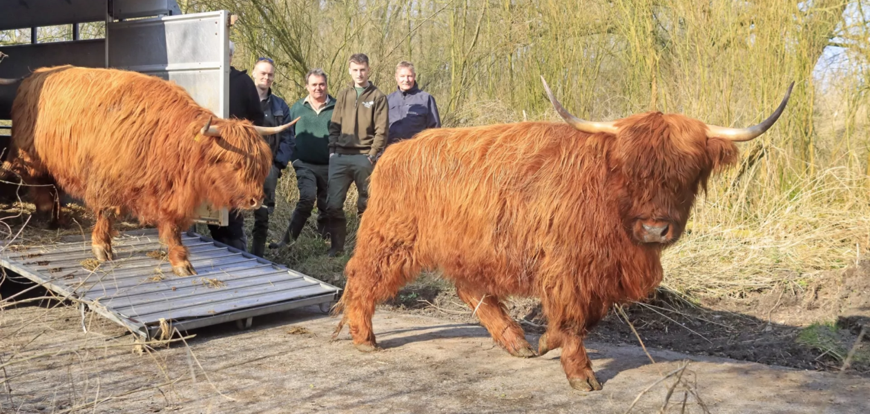 Schotse Hooglanders alde feanen