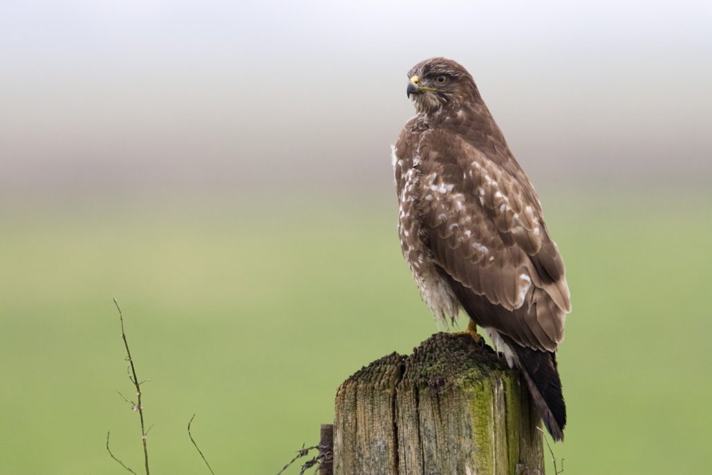 Buizerd Buizerd op paal