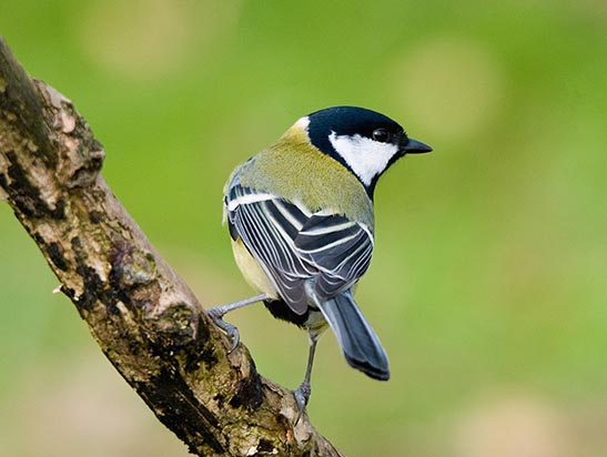 excursie wandelen ketliker skar