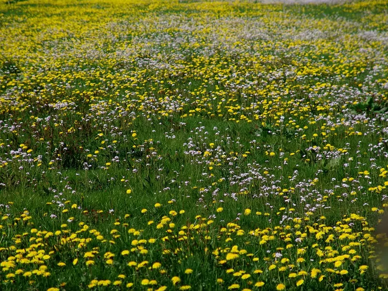 paardenbloemen