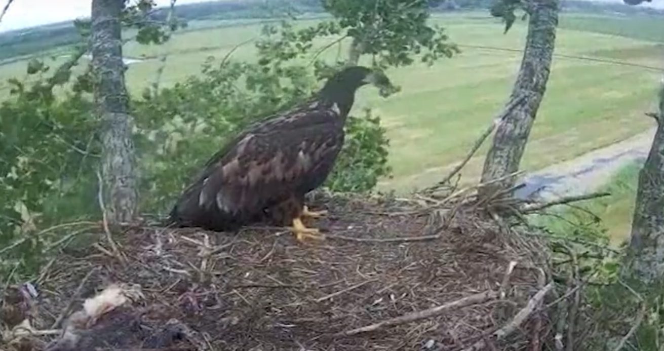 Laatste zeearend op nest Laatste zeearend op nest