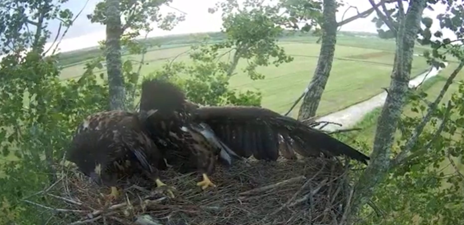Zeearend keert terug op nest Zeearend terug op nest