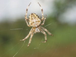 spin spinnenexcursie