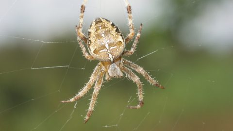 spin spinnenexcursie