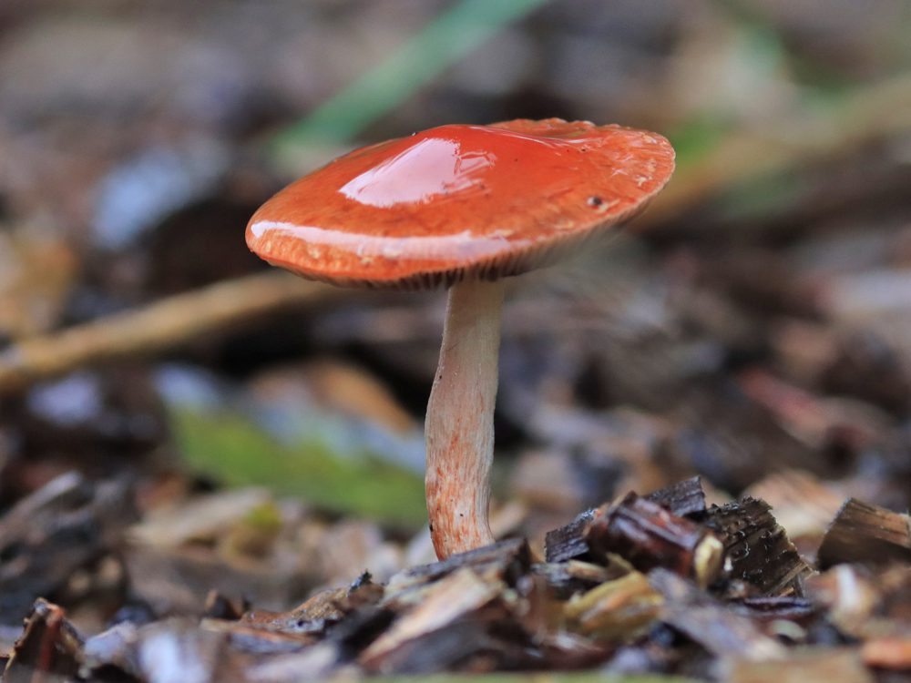 oranjerodestropharia8 Paddenstoel