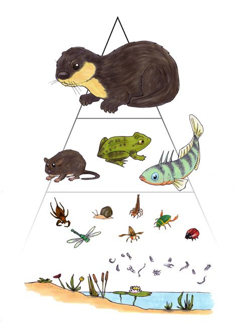 Decorbord Otteravonturen. Voedselpiramide