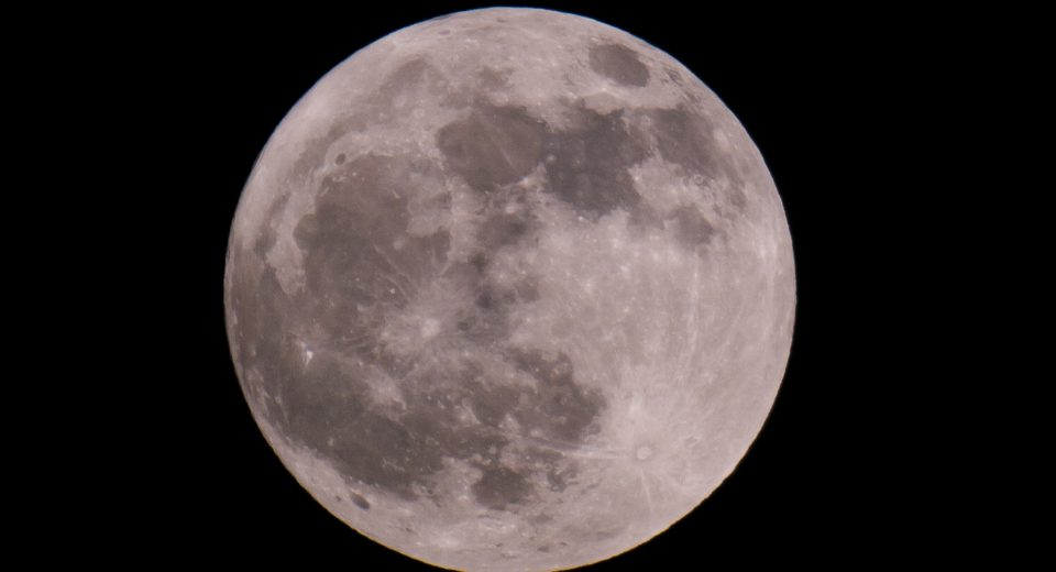 Vollemaan excursie