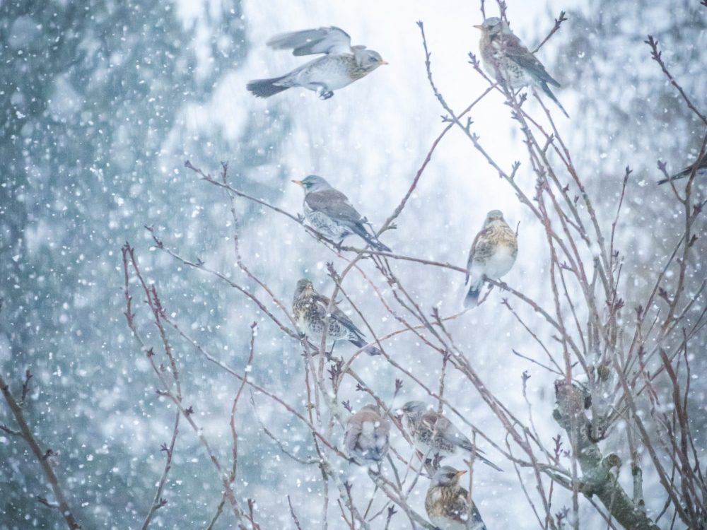Kramsvogels