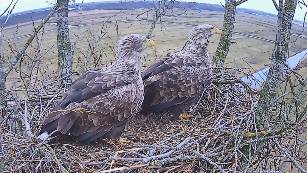 Zeearend op nest