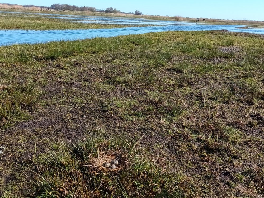 Kievit nest
