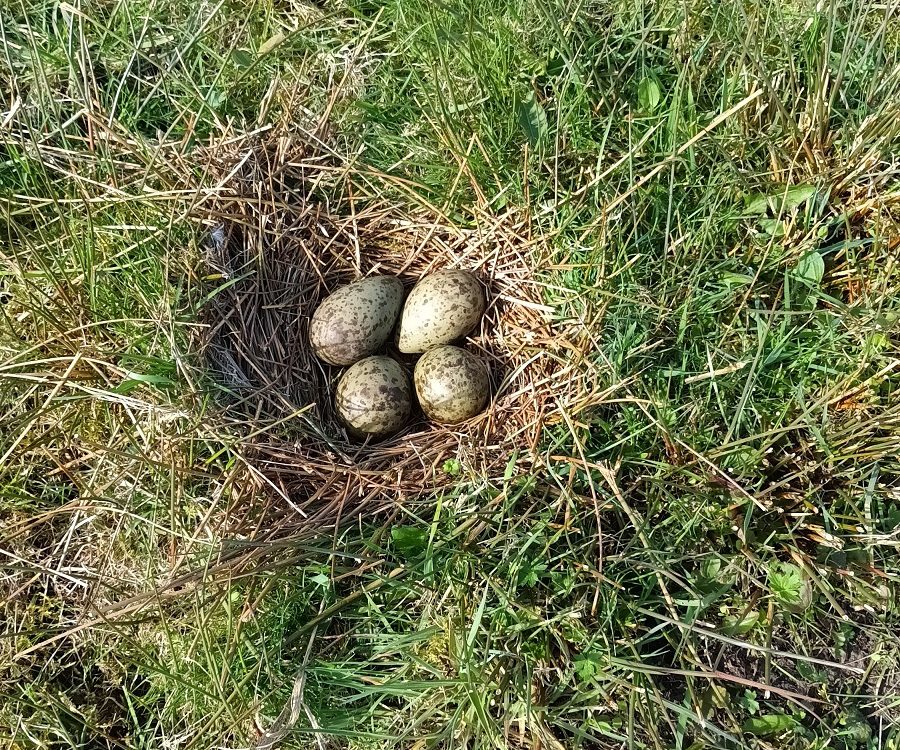 Nest wulp Nest wulp