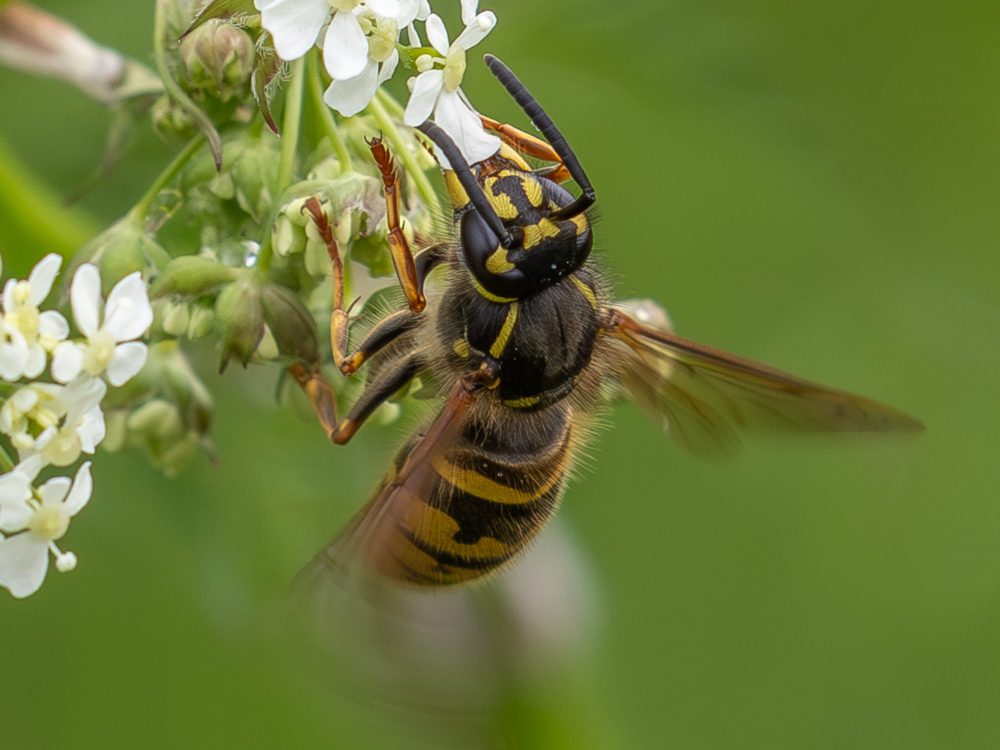 De bloemetjes en de bijtjes