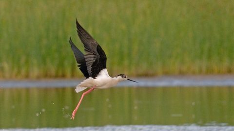 Bericht: De Eanjumerkolken: vogelspotten vanaf de rand van een bonte weide