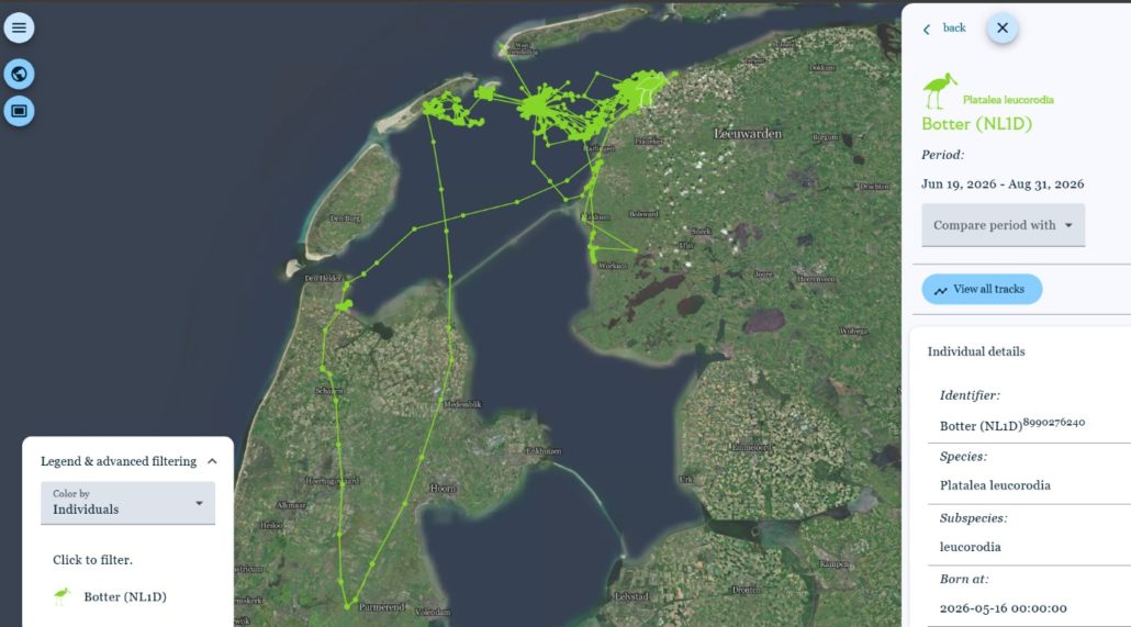 Vliegbewegingen van lepelaar Botter